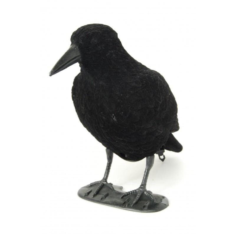 Formes de corvidés