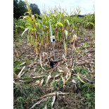 Effaroucheur ultra son