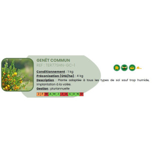 Genêt Commun - 1 Kg