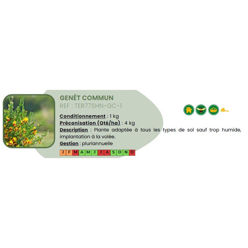 Genêt Commun - 1 Kg