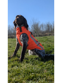 Gilet chien Rhino Dog